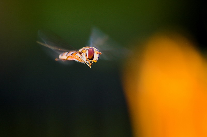 Schwebfliege von links nach rechts