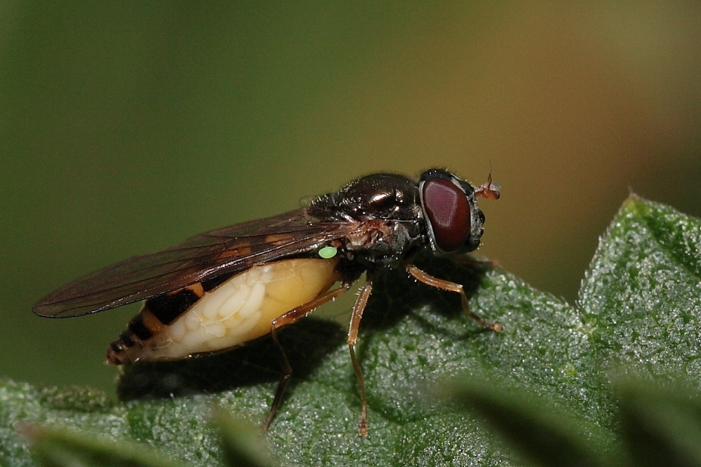 Schwebfliege vor dem Aufplatzen, Dettingen a.d. Erms