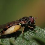 Schwebfliege vor dem Aufplatzen, Dettingen a.d. Erms