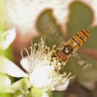 Schwebfliege vor der Brombeerblüte