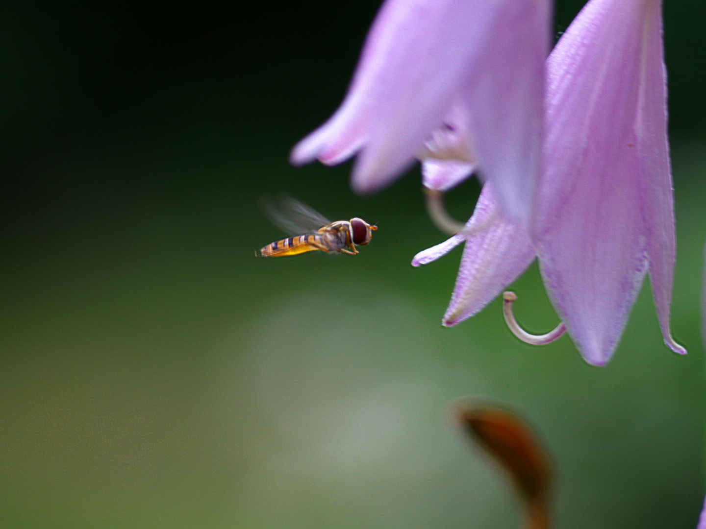 Schwebfliege vor einer Blüte