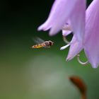 Schwebfliege vor einer Blüte