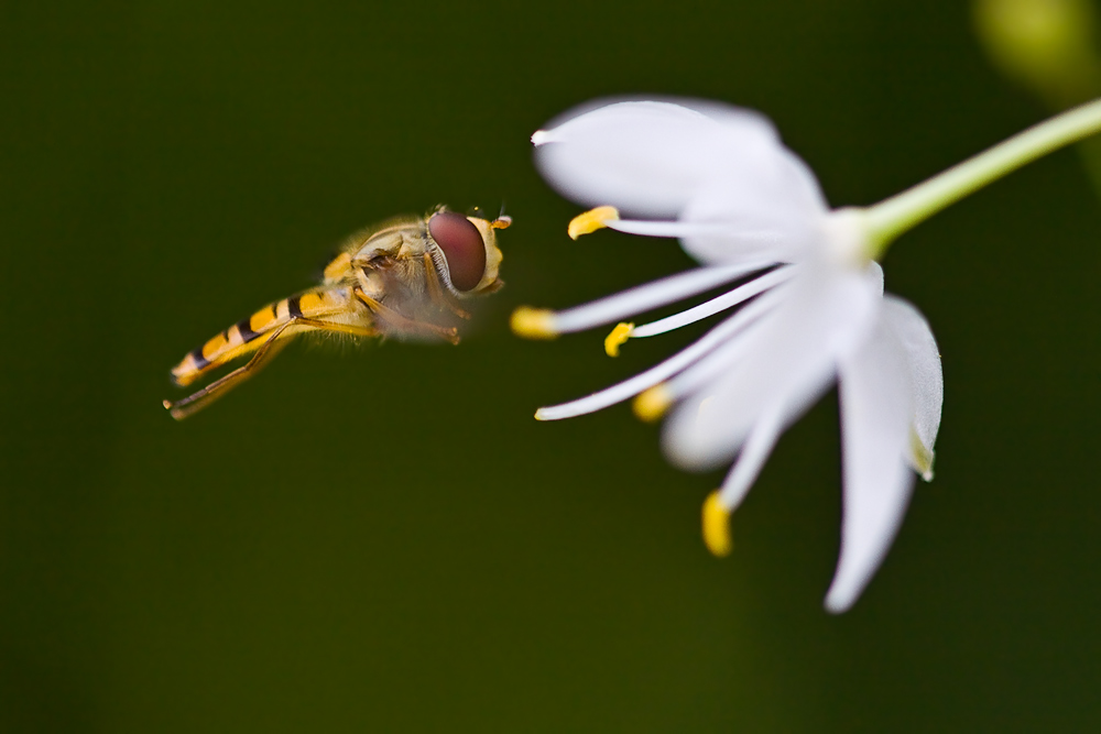 Schwebfliege vor einer Graslilienblüte