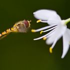 Schwebfliege vor einer Graslilienblüte