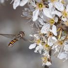 Schwebfliege vor Schwarzdorn