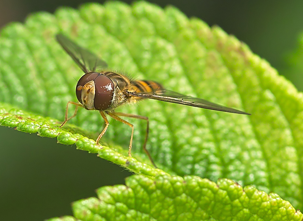 Schwebfliege vorn