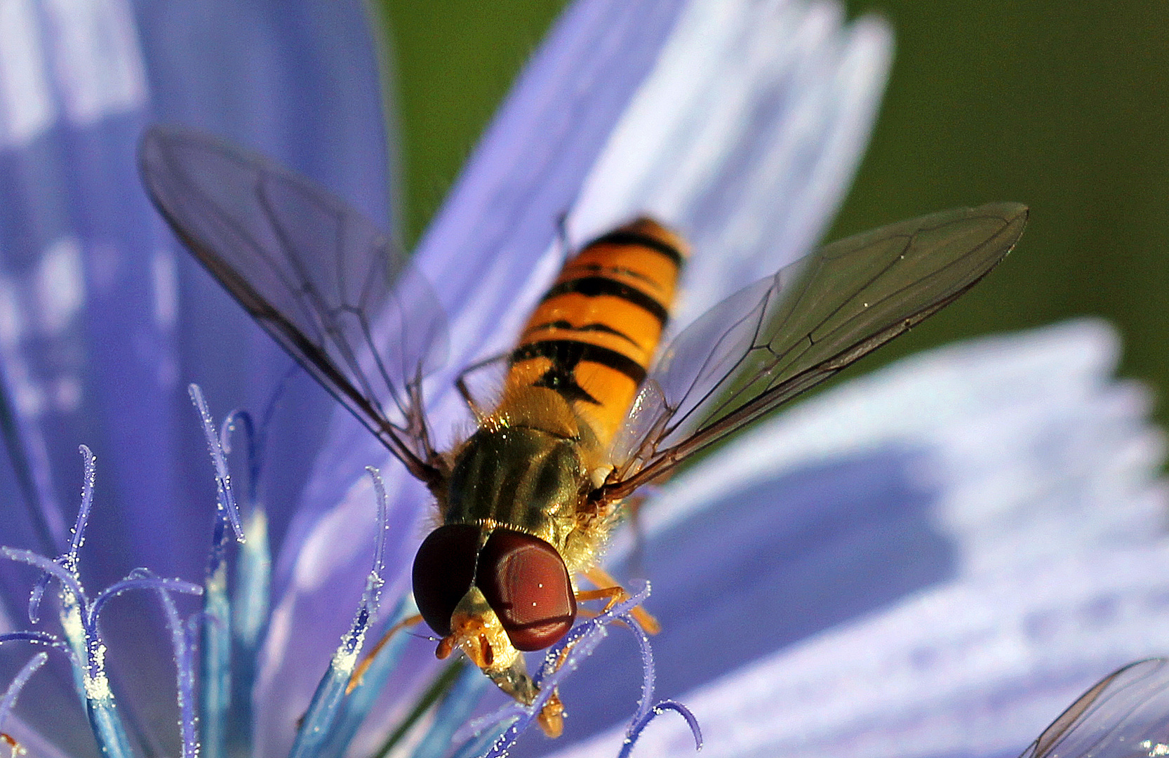 Schwebfliege / Wegwarte