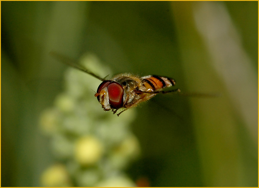 Schwebfliege wörtlich genommen