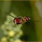 Schwebfliege wörtlich genommen