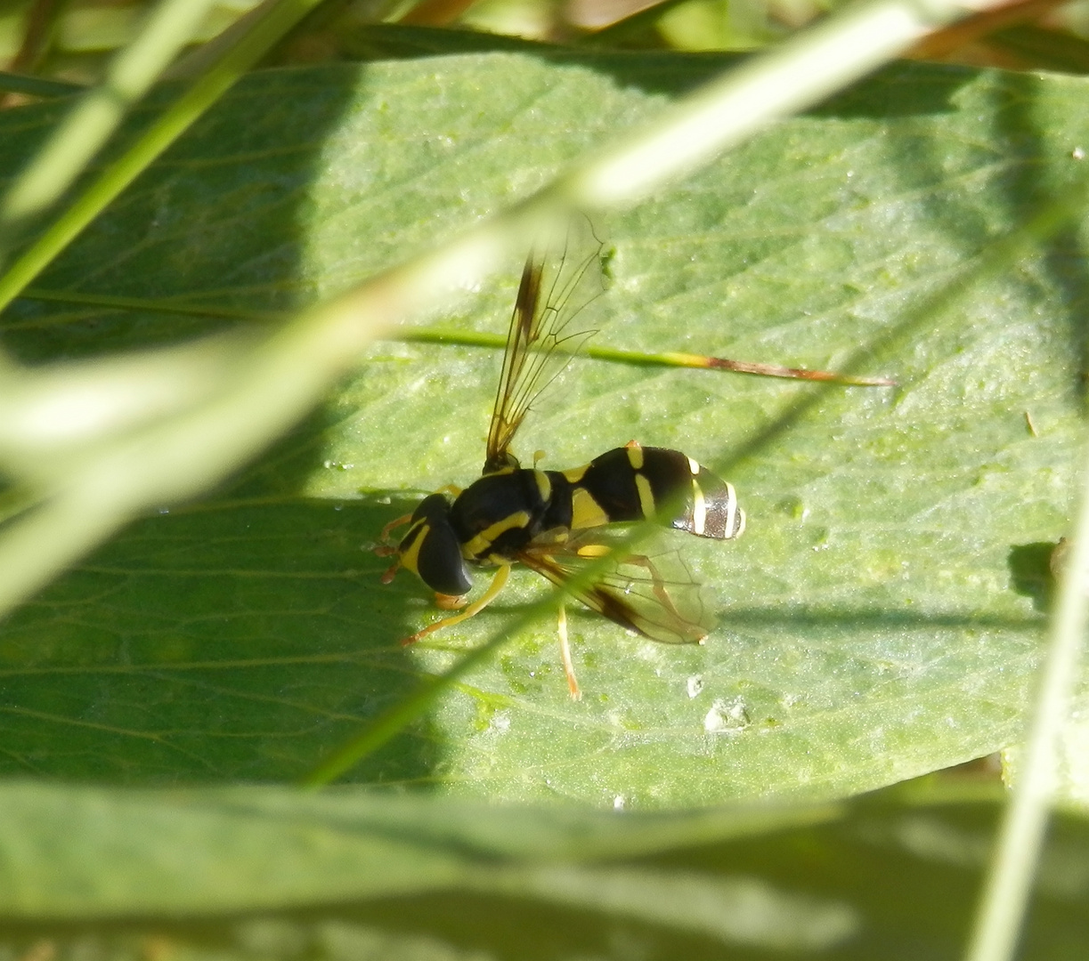 Schwebfliege Xanthogramma pedissequum