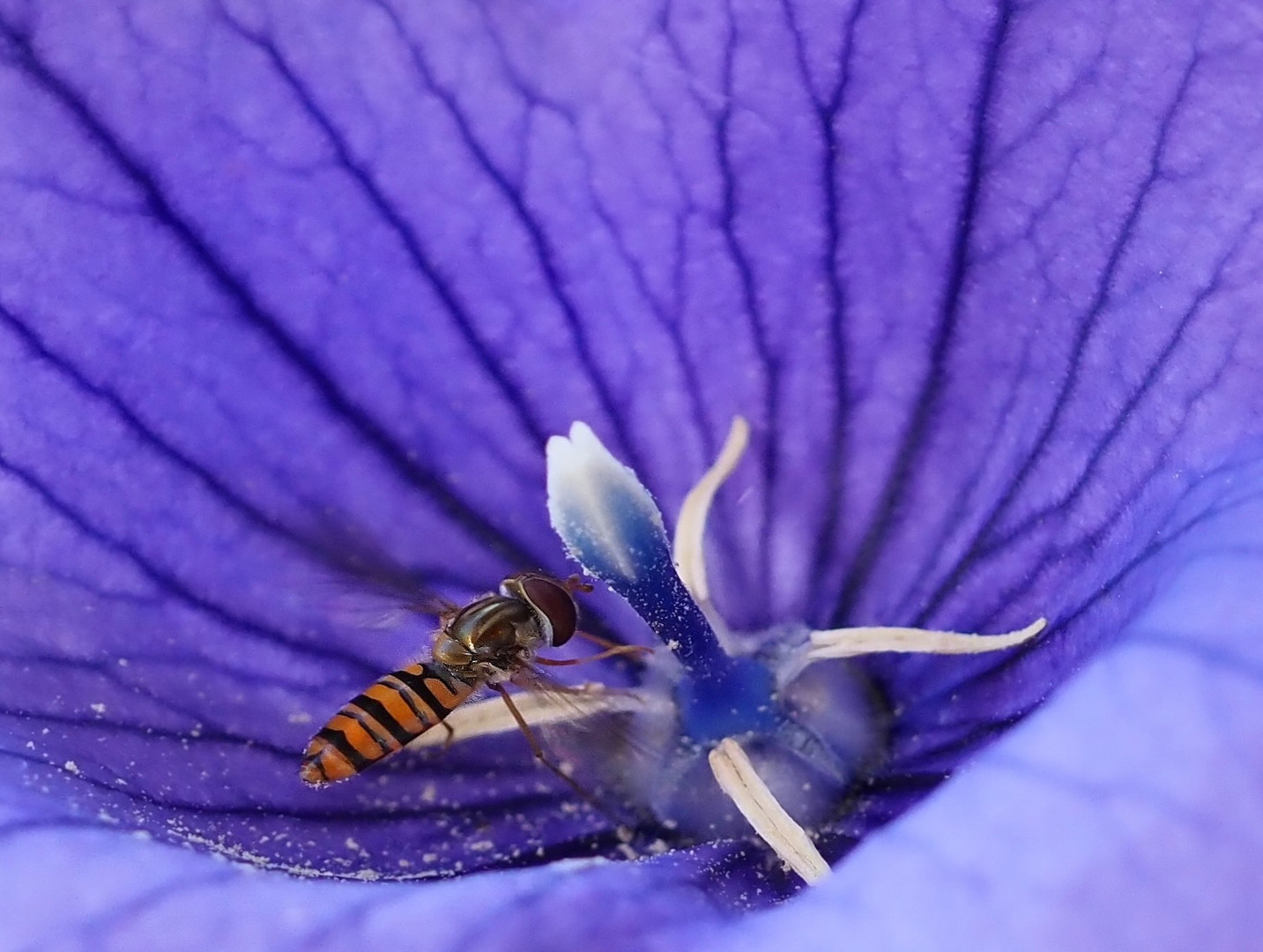 Schwebfliege zu Besuch bei der Ballonblume..