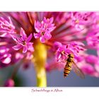 Schwebfliege+Allium