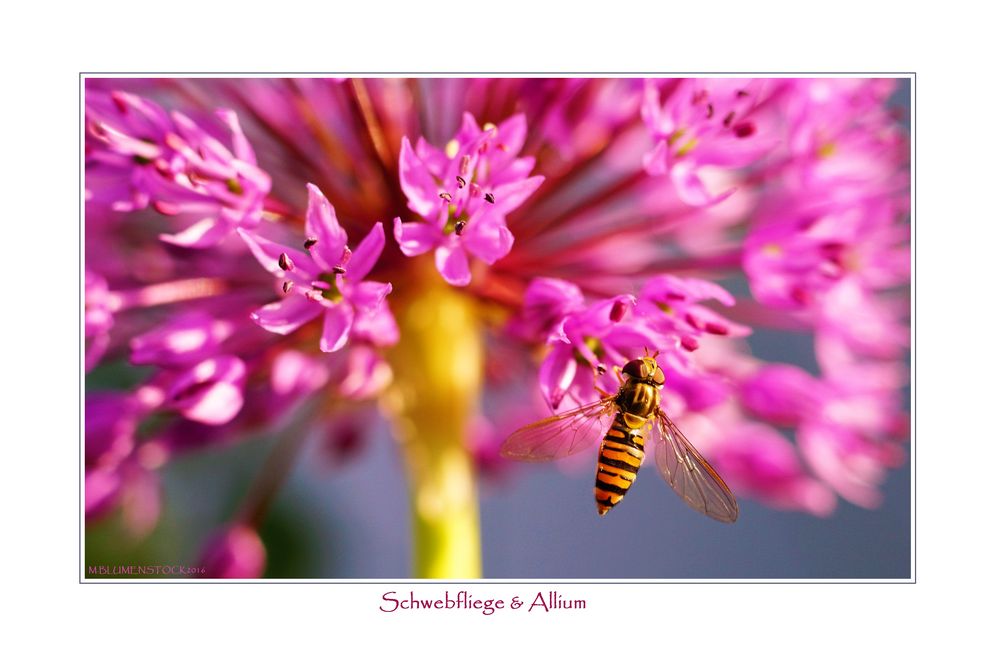 Schwebfliege+Allium