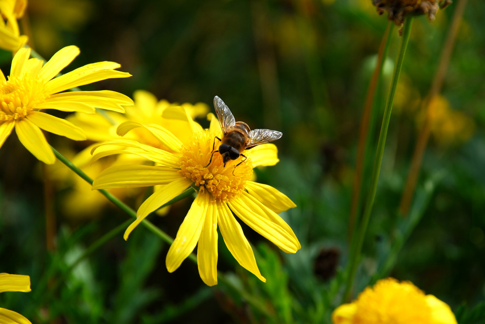 Schwebfliege_auf_Blüte