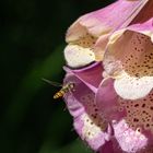 Schwebfliege_Digitalis220622