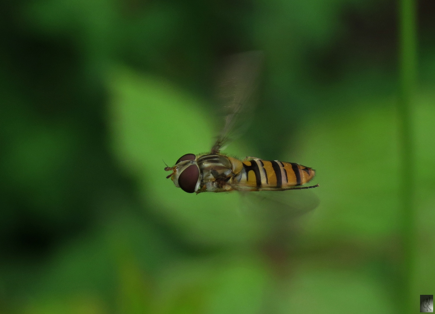 SchwebfliegeI im Vorbeiflug