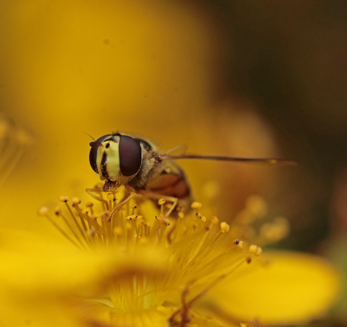 Schwebfliege_Jozhanniskraut