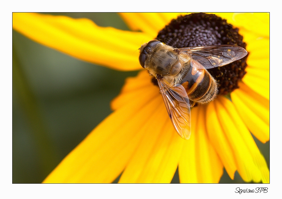 Schwebfliege.....mein Lieblingsmotiv