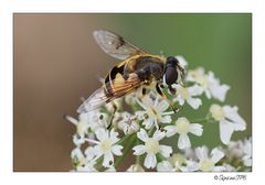 Schwebfliege...mein Lieblingsmotiv