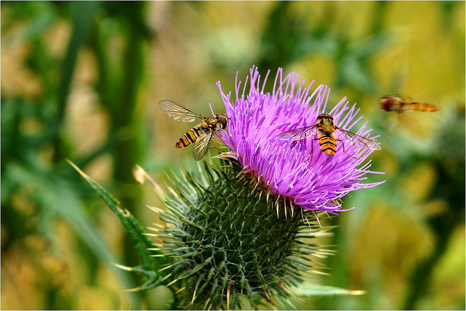 Schwebfliegen ...