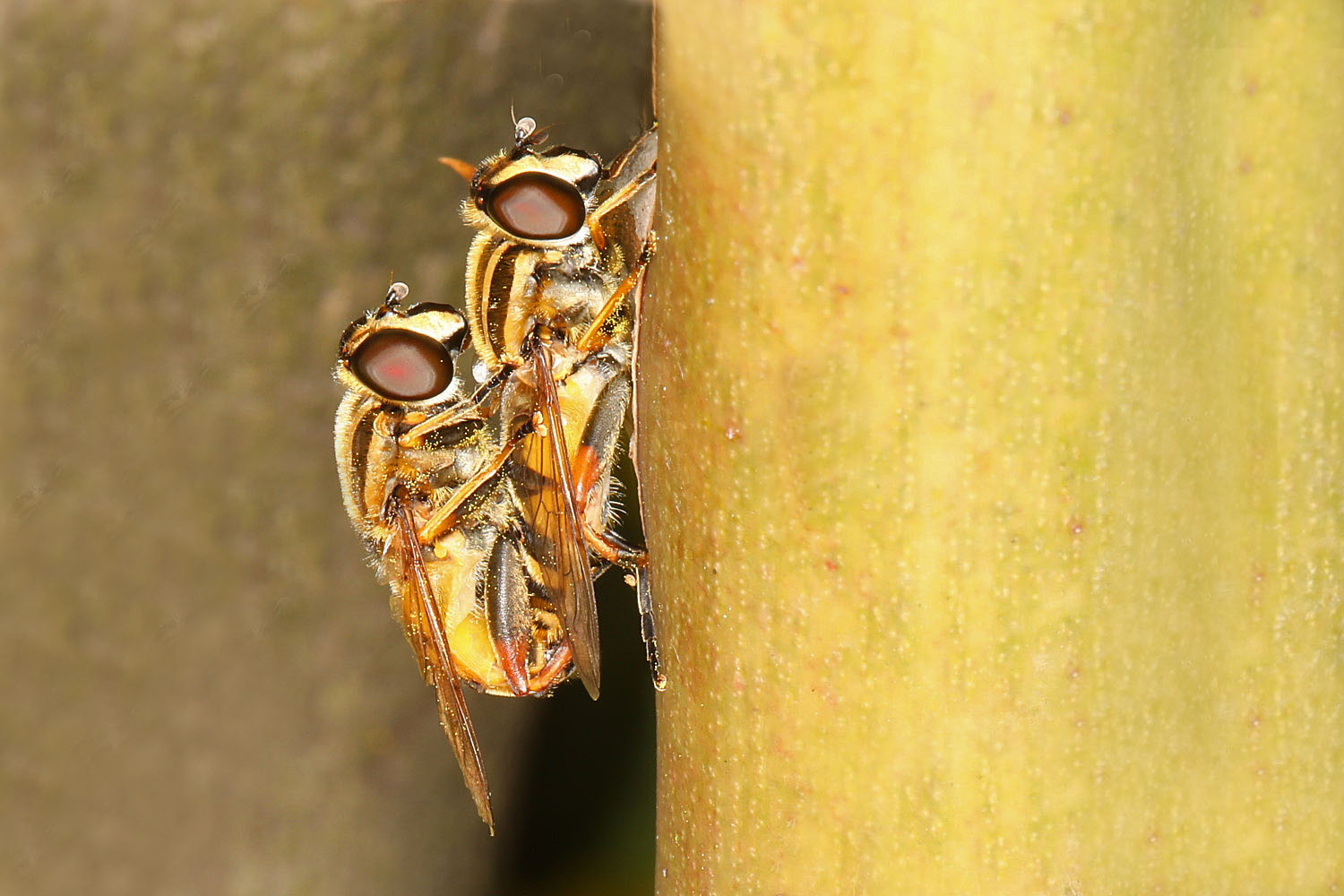 Schwebfliegen