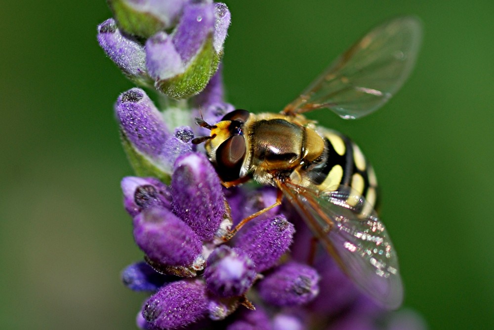 Schwebfliegen ....