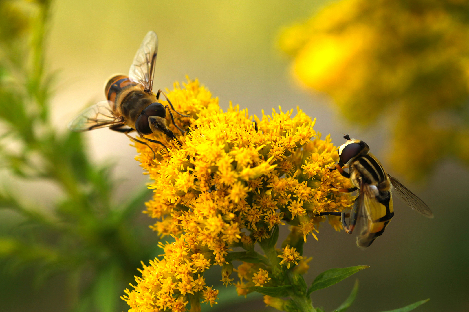 Schwebfliegen