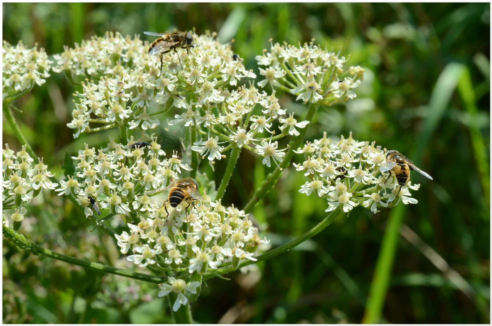 Schwebfliegen