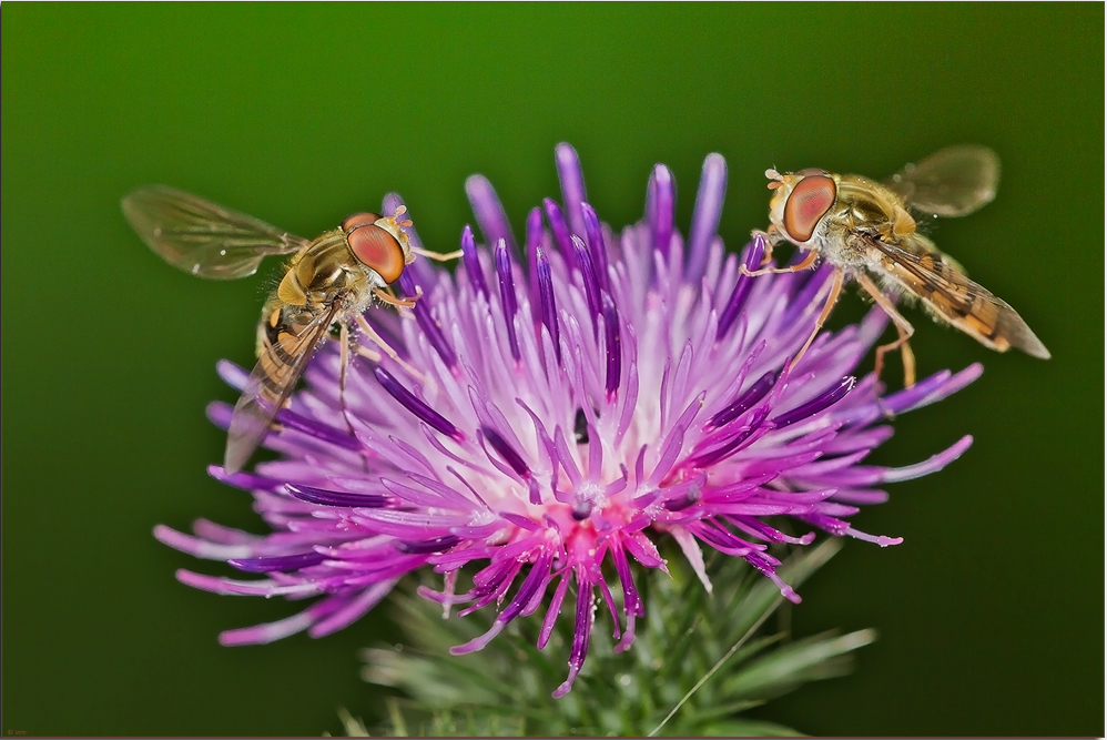 Schwebfliegen