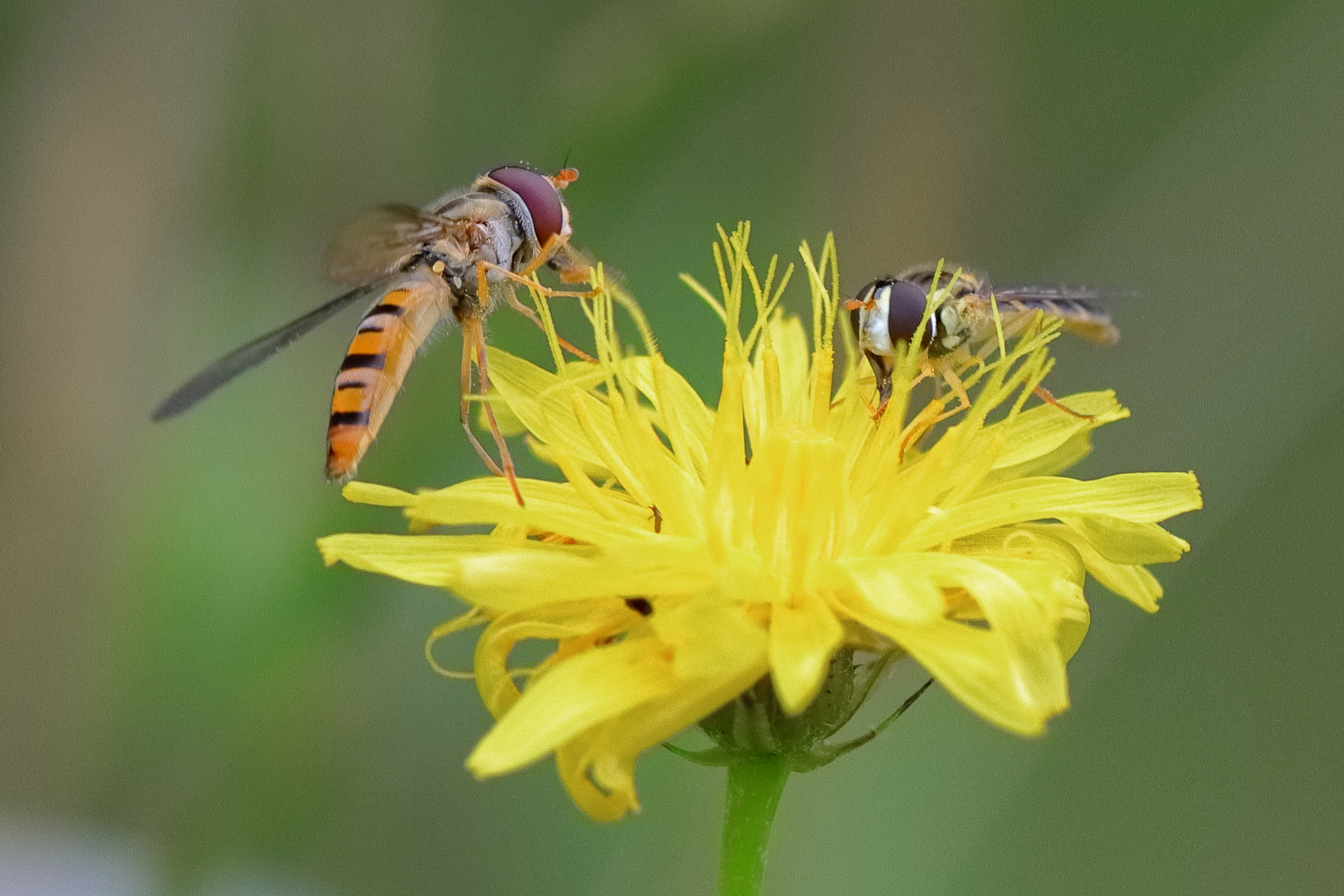 Schwebfliegen