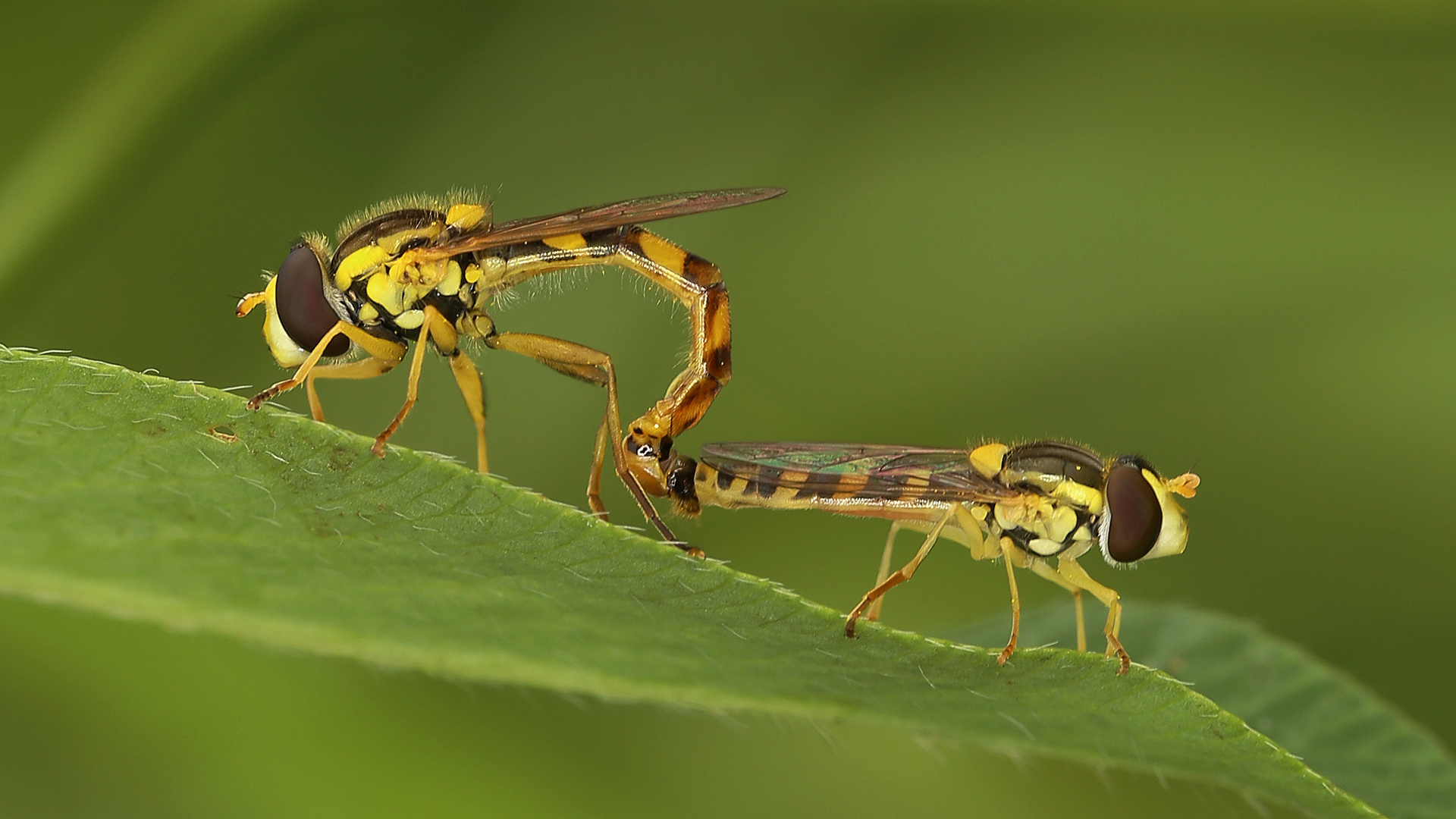 Schwebfliegen... 