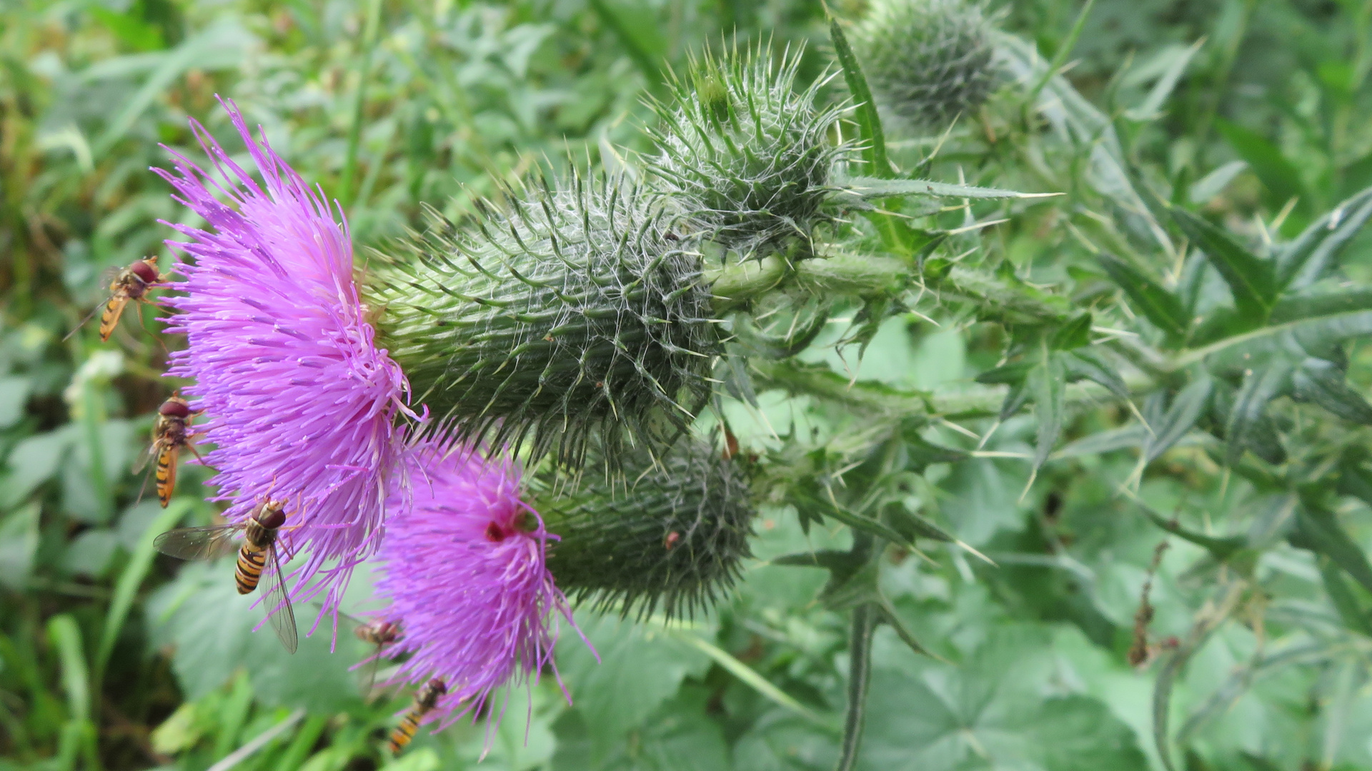 Schwebfliegen