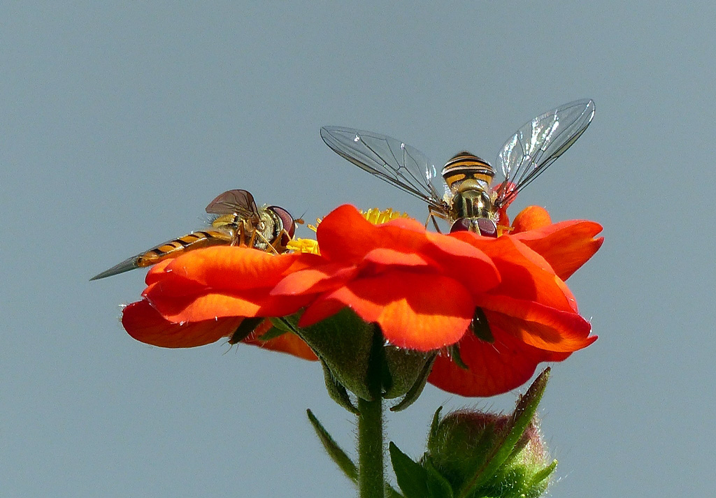 Schwebfliegen