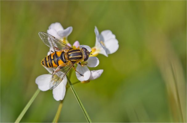 Schwebfliegen....