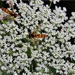 Schwebfliegen auf Baldrian