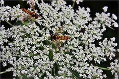 Schwebfliegen auf Baldrian