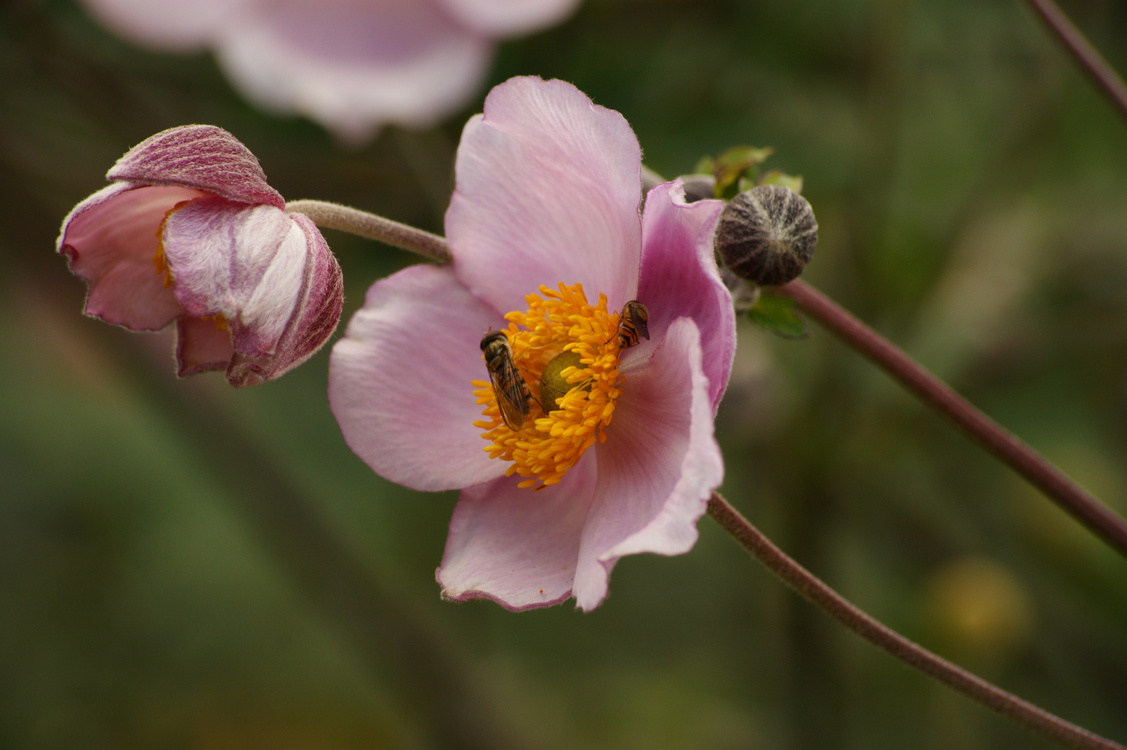 Schwebfliegen auf einer Blüte