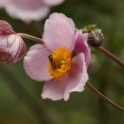 Schwebfliegen auf einer Blüte