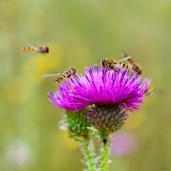 Schwebfliegen auf einer Distelblüte