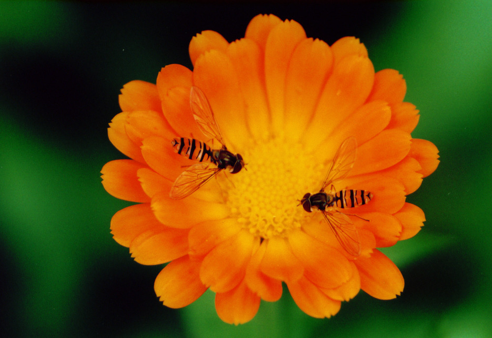 Schwebfliegen auf einer Ringelblume