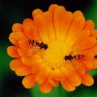 Schwebfliegen auf einer Ringelblume