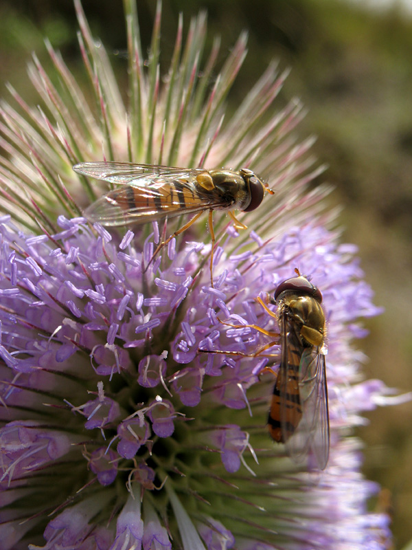 Schwebfliegen auf Karde