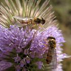 Schwebfliegen auf Karde