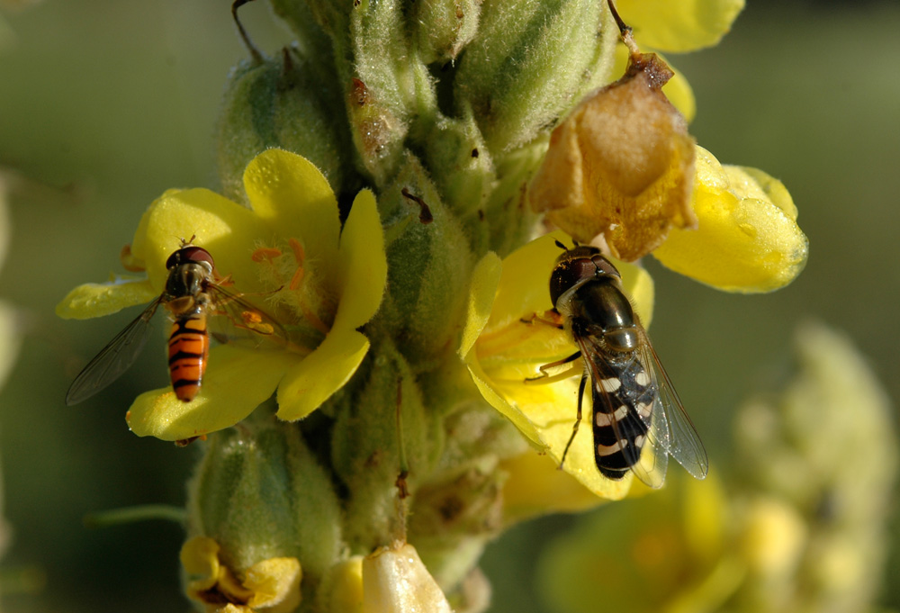 Schwebfliegen auf Königskerze