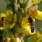 Schwebfliegen auf Königskerze