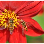 Schwebfliegen auf roter Dahlie