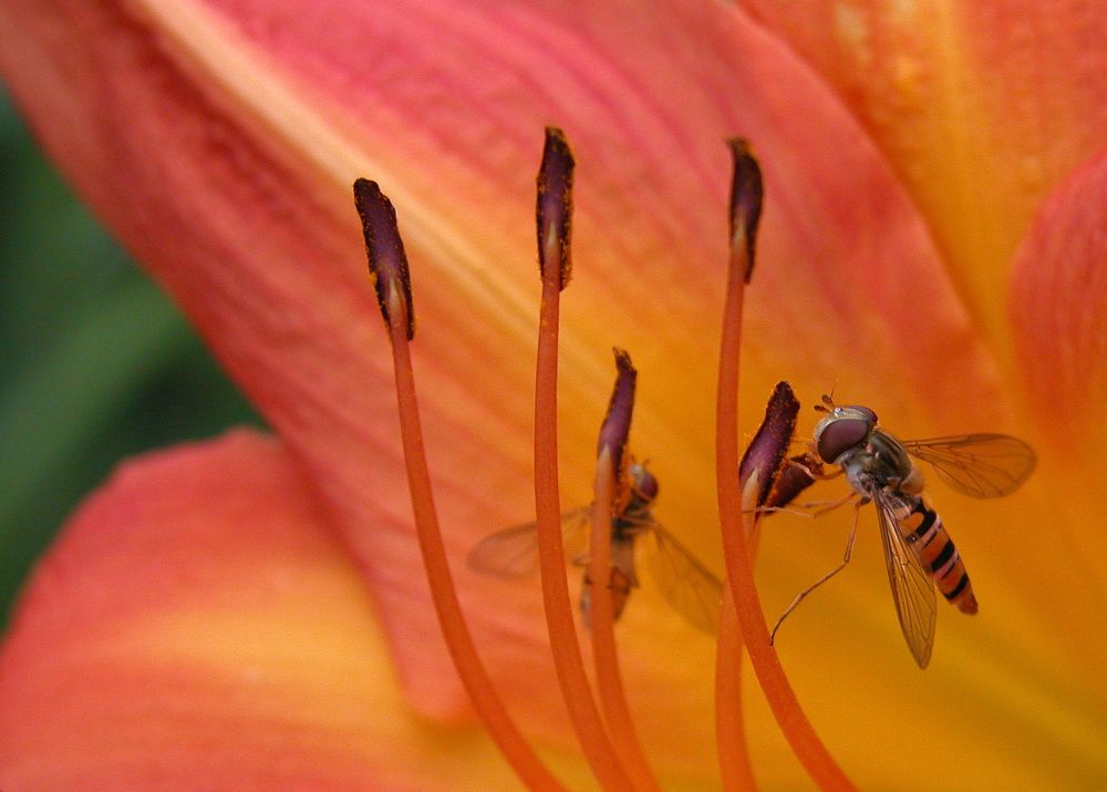 Schwebfliegen auf Taglilie