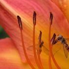 Schwebfliegen auf Taglilie