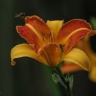 Schwebfliegen auf Taglilie ( Hemmerocallis) 