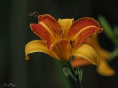 Schwebfliegen auf Taglilie ( Hemmerocallis) 